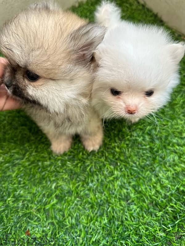 Adorable mini Pomeranian teacup 2