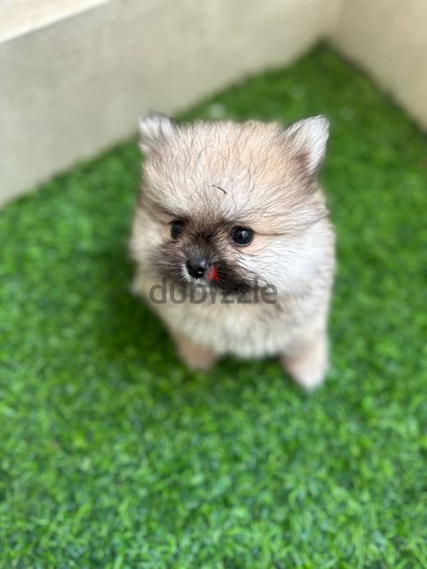 Adorable mini Pomeranian teacup 3