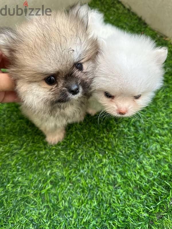 Adorable mini Pomeranian teacup 4