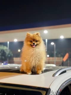 Pomeranian for mating 0