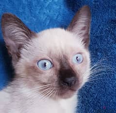 سيامي قطط سيامى كيتن siamese kittens 0