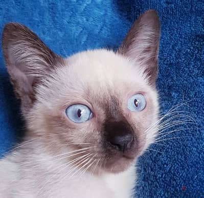 سيامي قطط سيامى كيتن siamese kittens