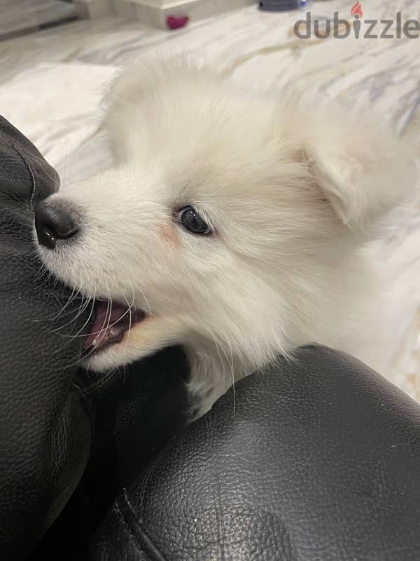 Pure Samoyed female puppy 2 month old. 1