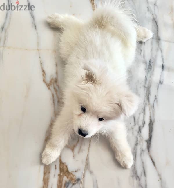 Pure Samoyed female puppy 2 month old. 2