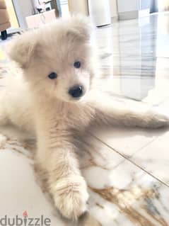 Pure Samoyed female puppy 2 month old. 0