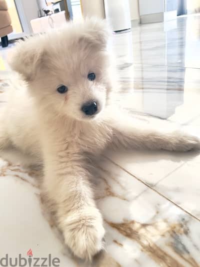 Pure Samoyed female puppy 2 month old.