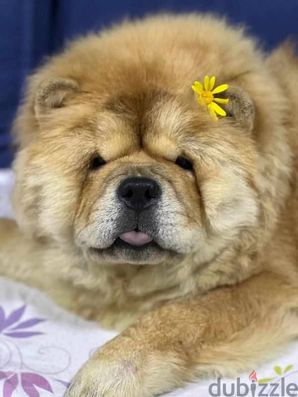 جراوي تشاو تشاو  chow chow 8