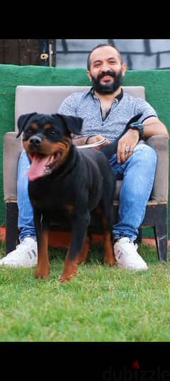 اجمد نتايه روت Rottweiler female 0