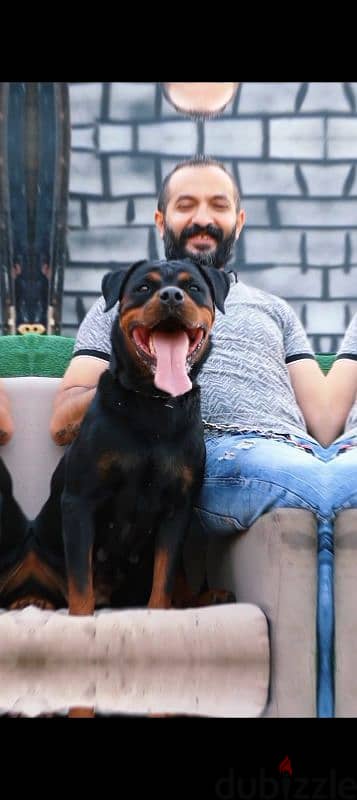 اجمد نتايه روت Rottweiler female 1