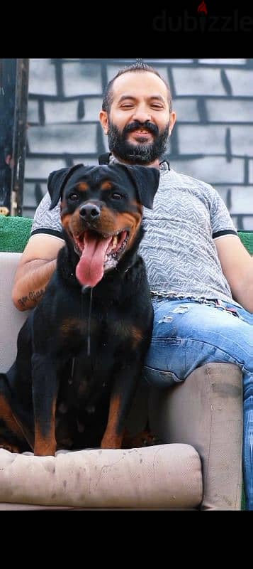 اجمد نتايه روت Rottweiler female 2