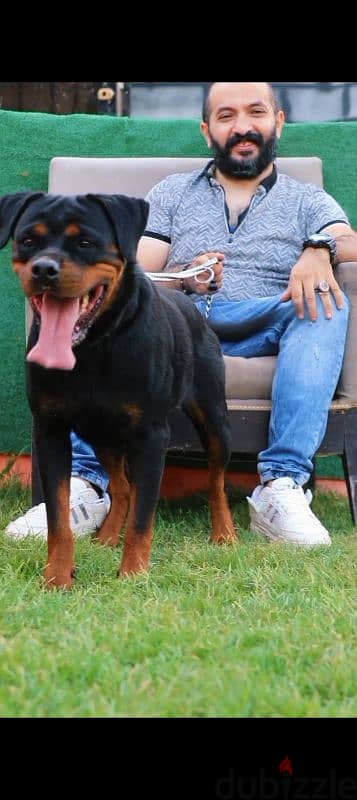 اجمد نتايه روت Rottweiler female 3