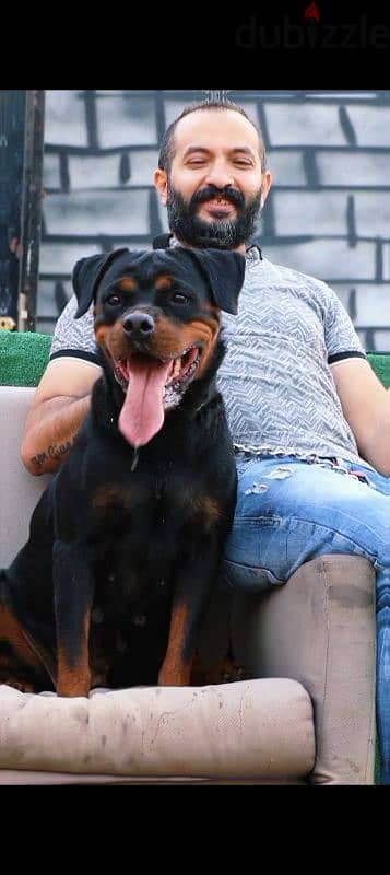 اجمد نتايه روت Rottweiler female 4