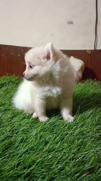 بوميرانيانpomeranian