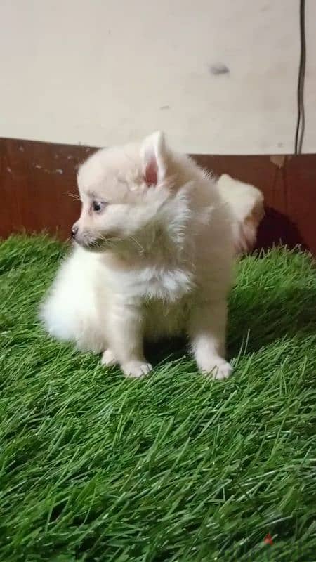 بوميرانيانpomeranian مي 0