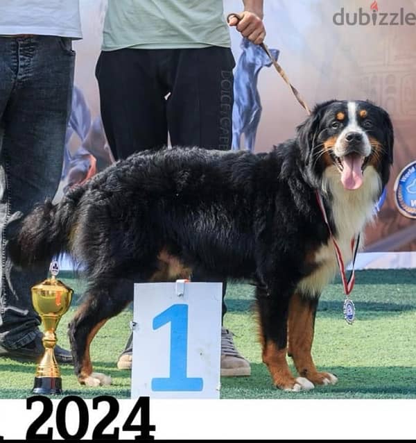 The first Bernese Mountain dog 0