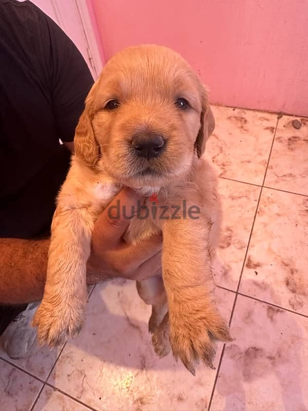 Pure Golden retriever 1