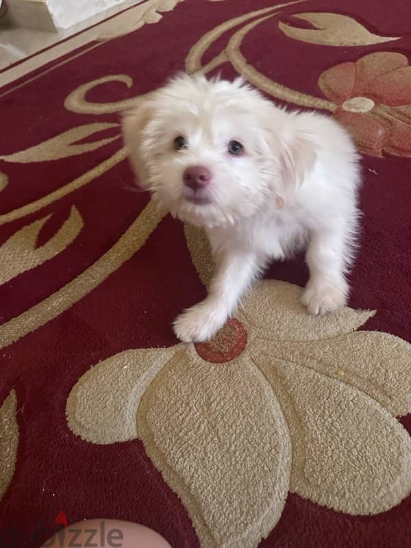 havanese puppy 3