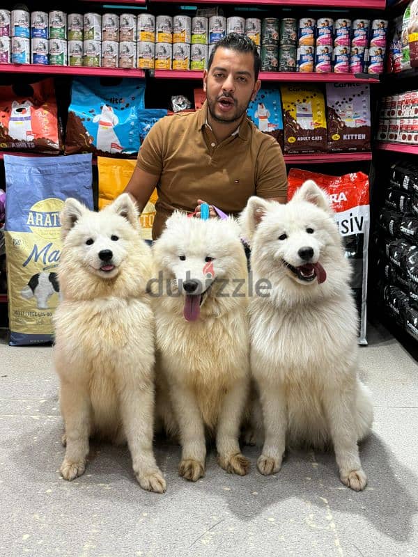 samoyed dog 7 months 1