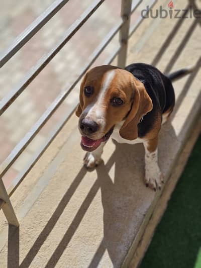 Male Beagle كلب بيجل ذكر