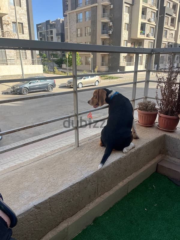 Male Beagle كلب بيجل ذكر 1