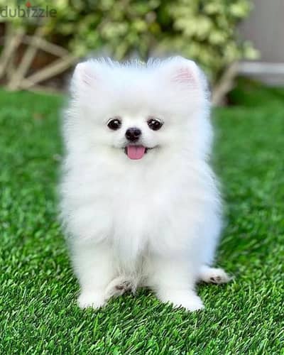 توى بومرنيان اهالى بومرينيان مستوردين Toy Pomeranian