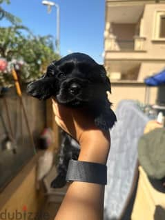 new born brown, black, gold mini cockspaniels 0