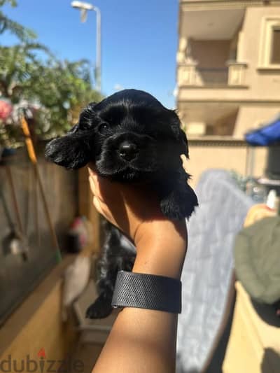 new born brown, black, gold mini cockspaniels