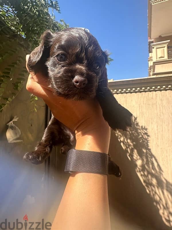 new born brown, black, gold mini cockspaniels 2