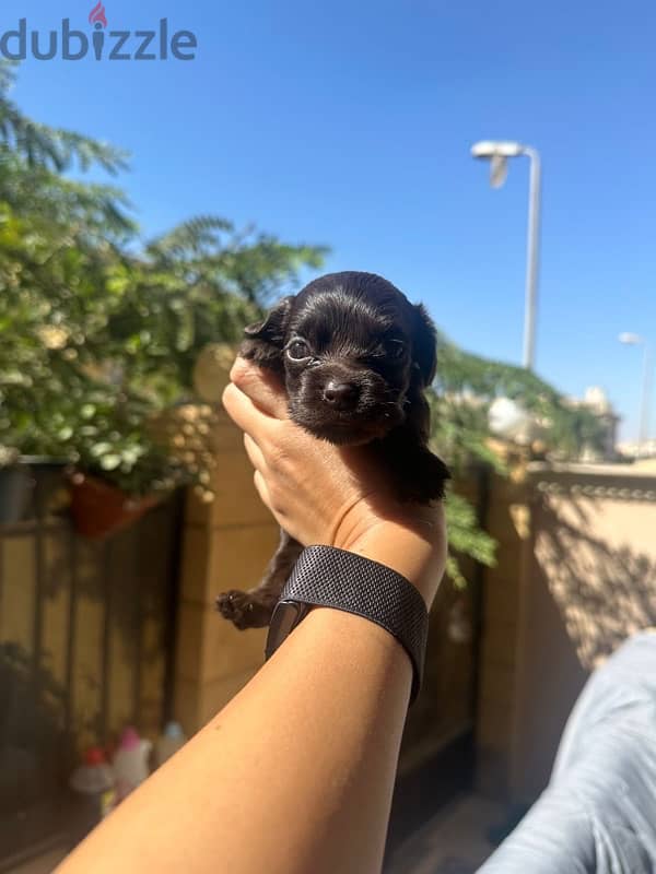 new born brown, black, gold mini cockspaniels 4