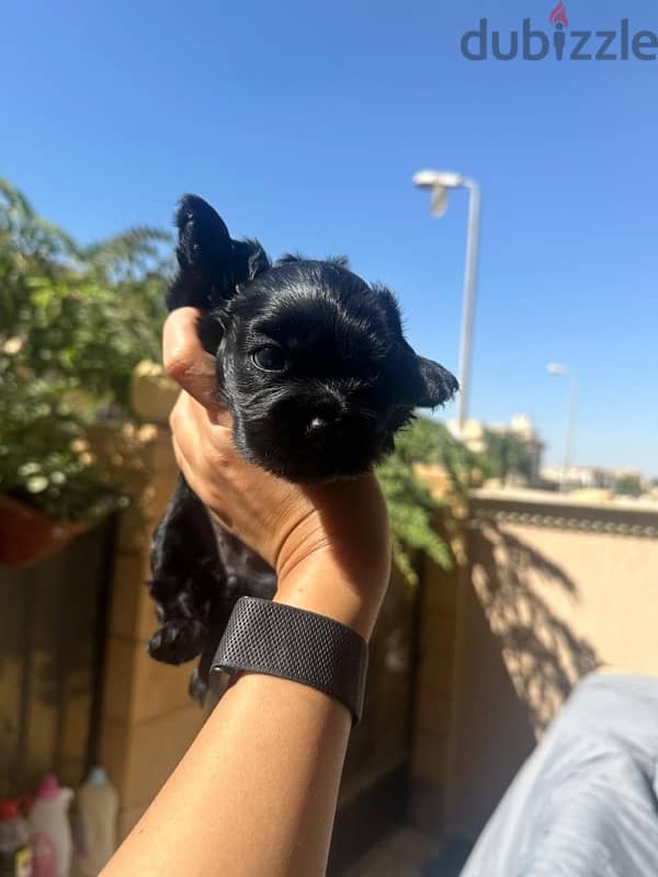 new born brown, black, gold mini cockspaniels 5