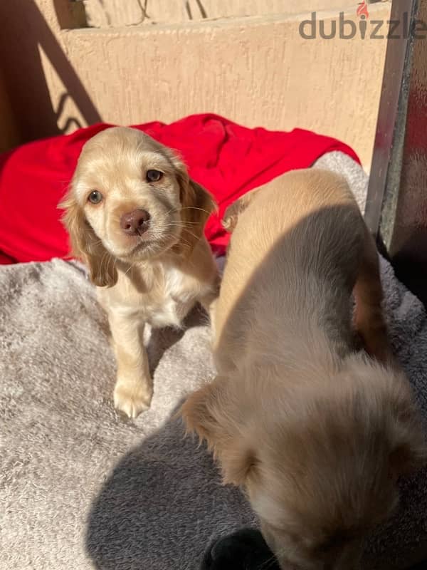 new born brown, black, gold mini cockspaniels 7