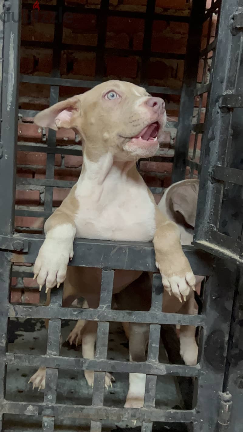 Red nose colored eyes american calssic bully pit 1