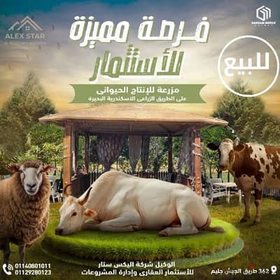 مشروع انتاج حيوانى للبيع على طريق اسكندرية الزراعى