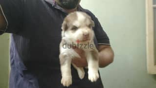 siberian husky puppies vaccinated 35 days اجمل جراوي هاسكي 0