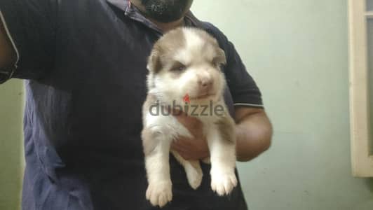 siberian husky puppies vaccinated 35 days اجمل جراوي هاسكي