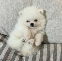 تيكب بومرينيان اهالى بومرنيان مستوردين Teacup Pomeranian 0