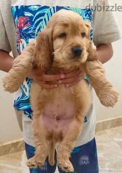 English Cocker Spaniel puppy for sale 0