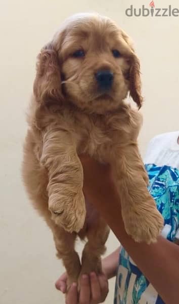 English Cocker Spaniel puppy for sale 1