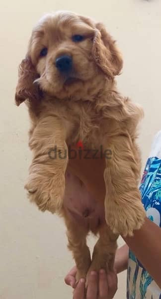 English Cocker Spaniel puppy for sale 2