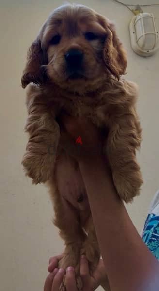 English Cocker Spaniel puppy for sale 3