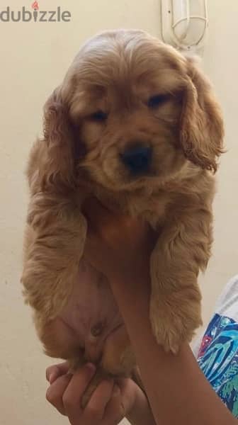 English Cocker Spaniel puppy for sale 4