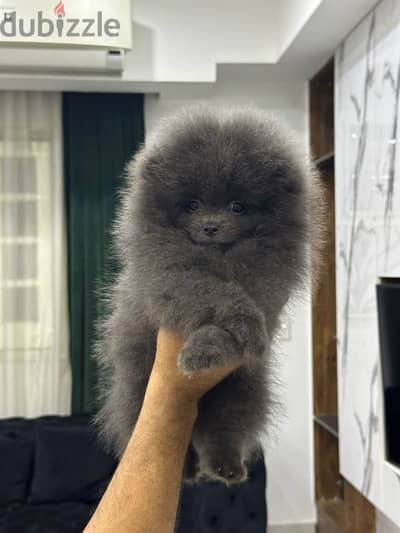 Pomeranian