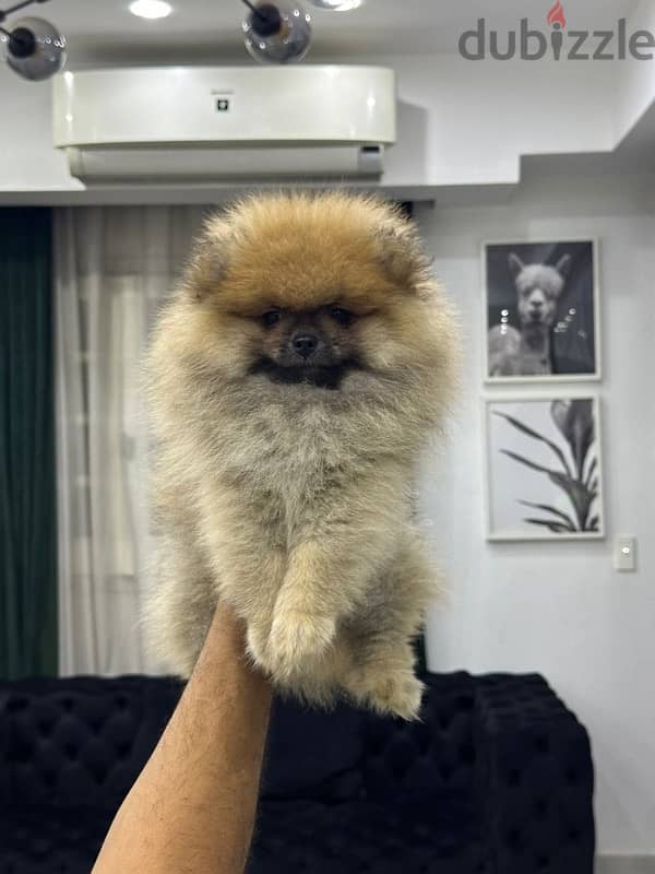 Pomeranian puppy 1