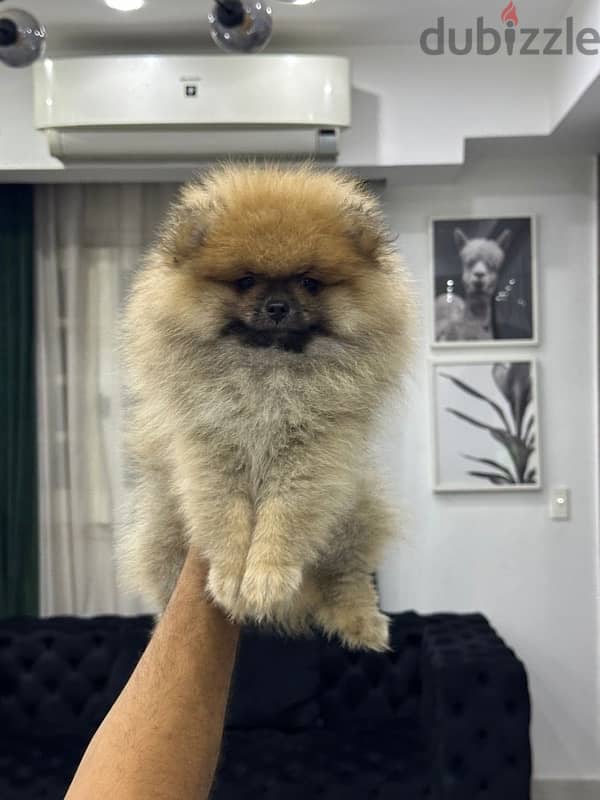 Pomeranian puppy 2