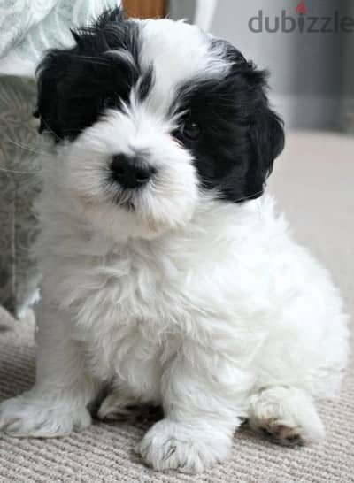 Havanese