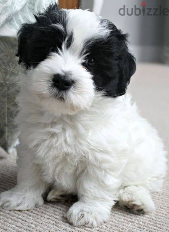 Havanese Puppies 0