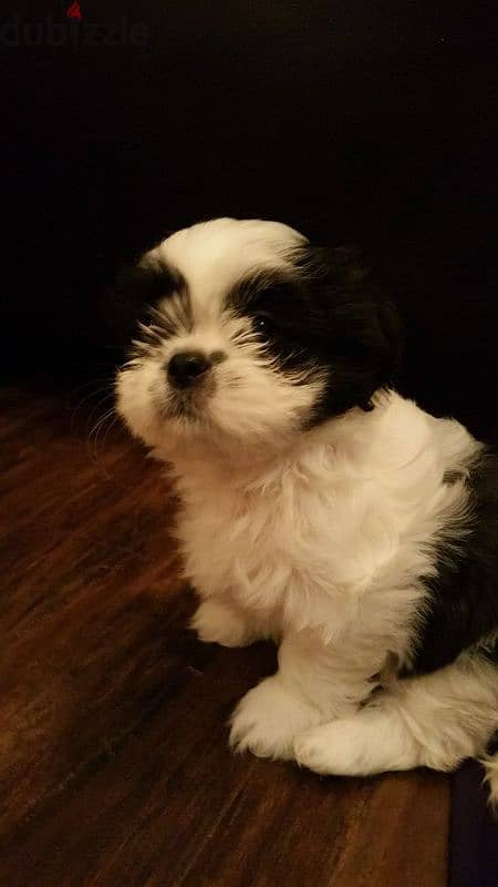 Havanese Puppies 3