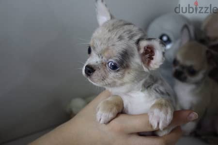 Chihuahua