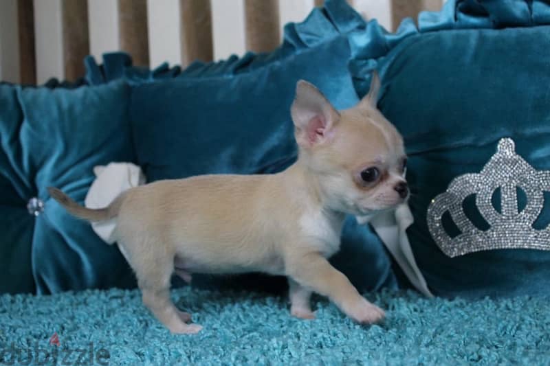 Chihuahua Dog from Europe with all Documents 2