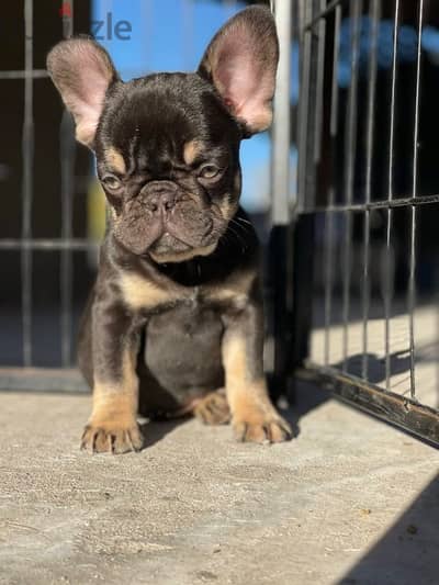 French Bulldog - Chocolate Tan Color From Europe